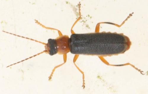 Cantharis lateralis