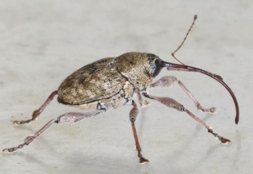 Curculio glandium