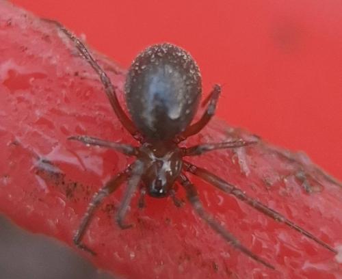 Centromerita bicolor