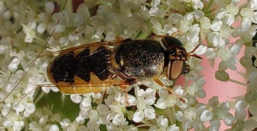 Odontomyia angulata