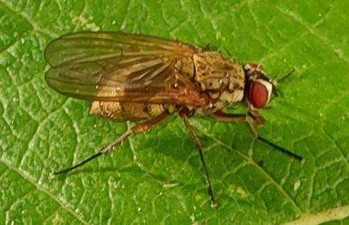 Phaonia angelicae