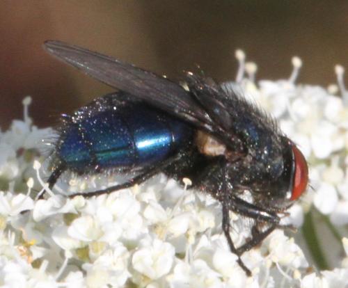 Protocalliphora azurea