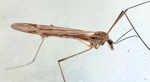 Tipula obsoleta