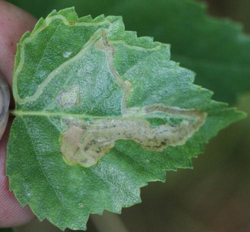 Agromyza alnibetulae (birk)