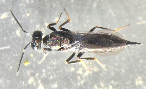 Calosota sp.