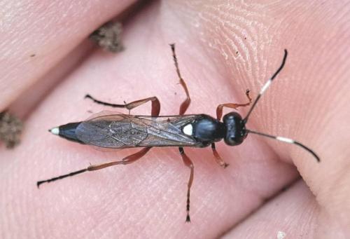 Chasmias paludator