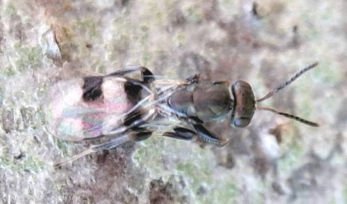 Cheiropachus quadrum