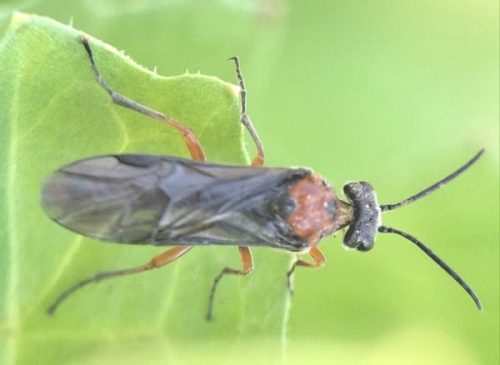 Dolerus germanicus
