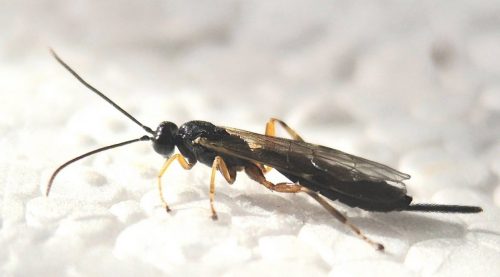 Endromopoda nigricoxis