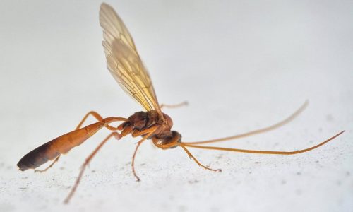 Eremotylus marginatus