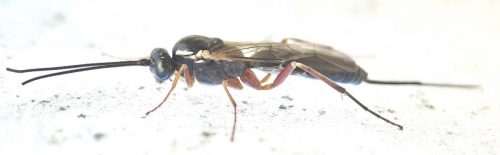 Lissonota iridipennis