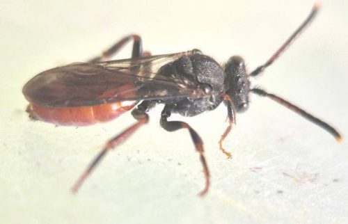 Fabriciushvepsebi