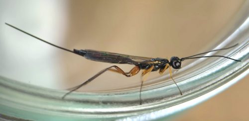 Podoschistus scutellaris (hun)