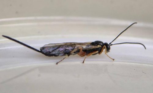 Scambus buolianae