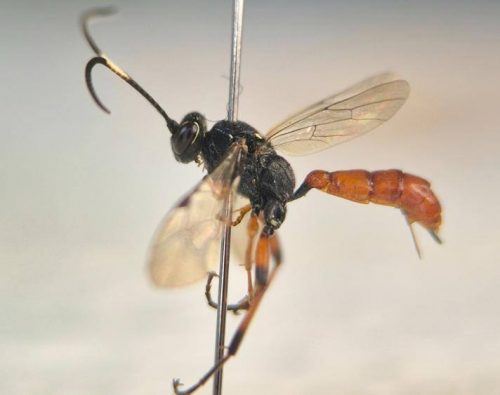 Syspasis carinator