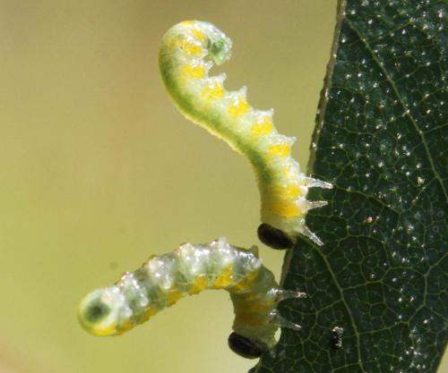 Pristiphora testacea