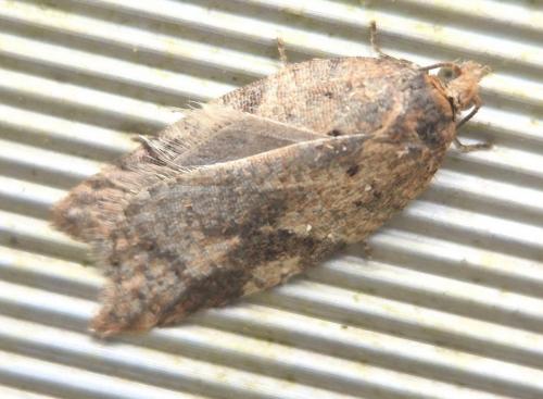 Acleris ferrugana