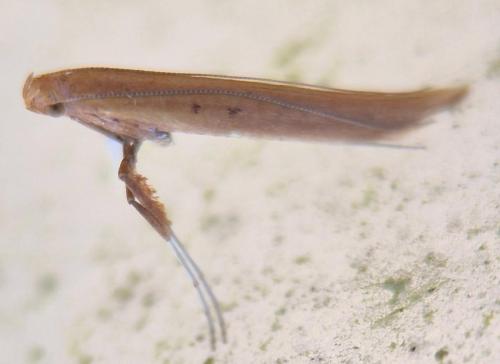 Caloptilia betulicola