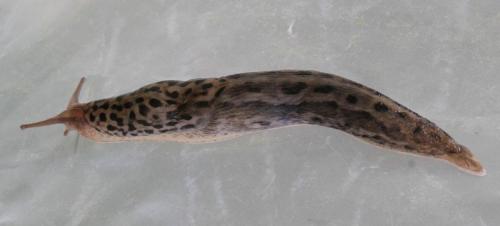 Leopardsnegl