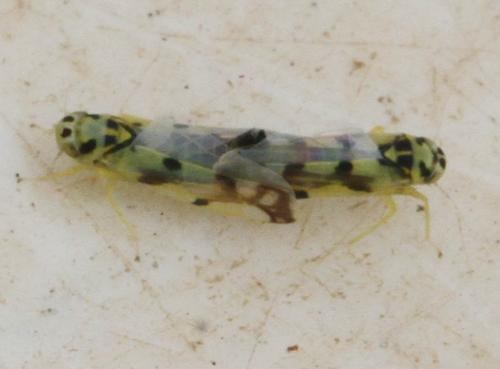 Eupteryx atropunctata